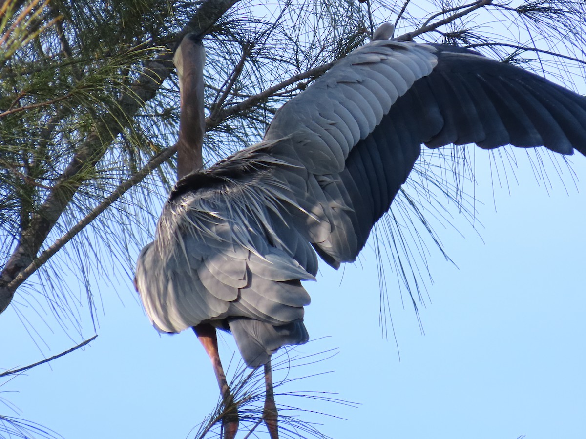 volavka velká - ML647134267