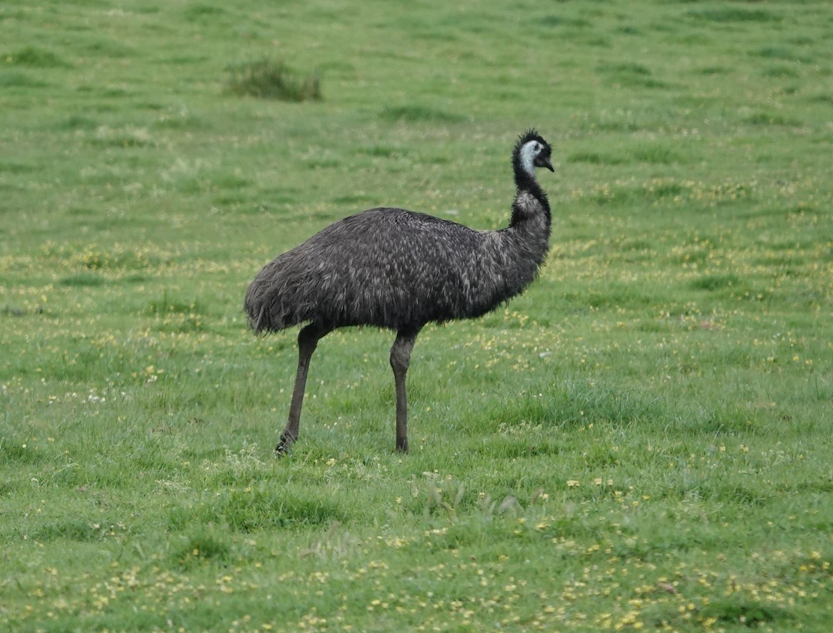emu hnědý - ML647134268