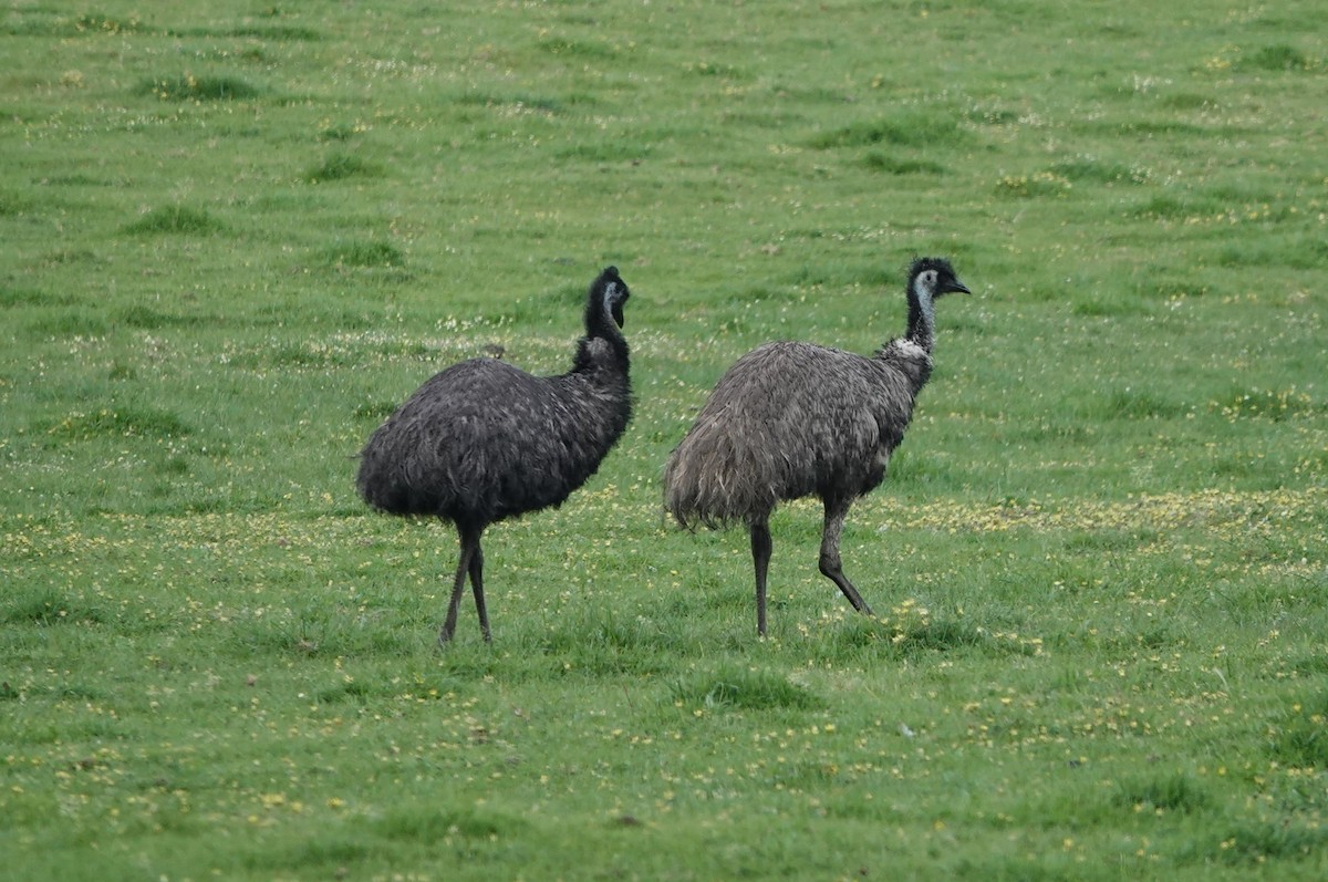 emu hnědý - ML647134269