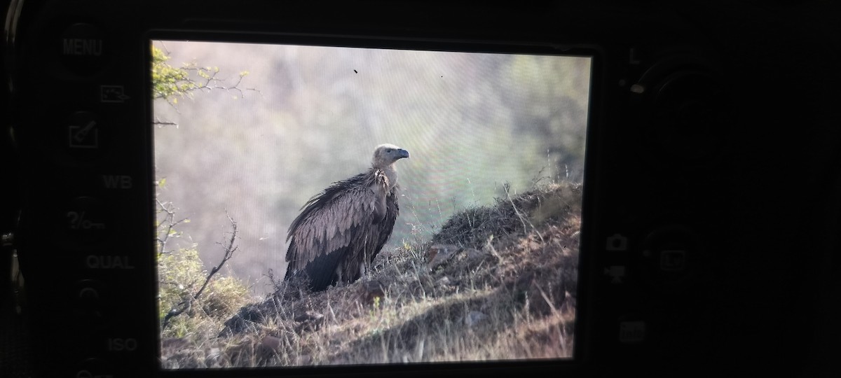 sup bělohlavý - ML647134271