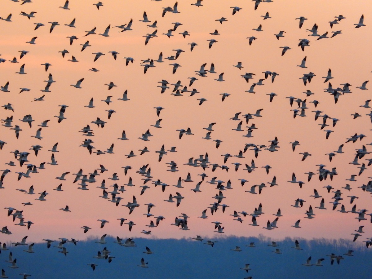 husa sněžní - ML647134273