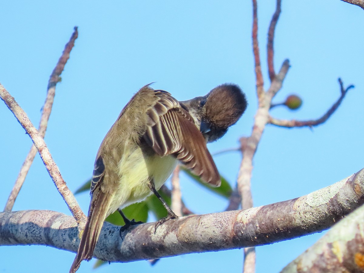 tyranovec domácí - ML647134274