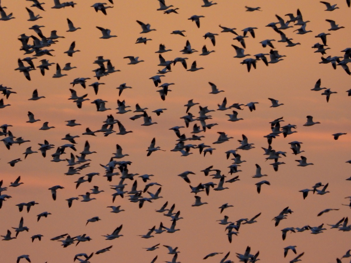 husa sněžní - ML647134277