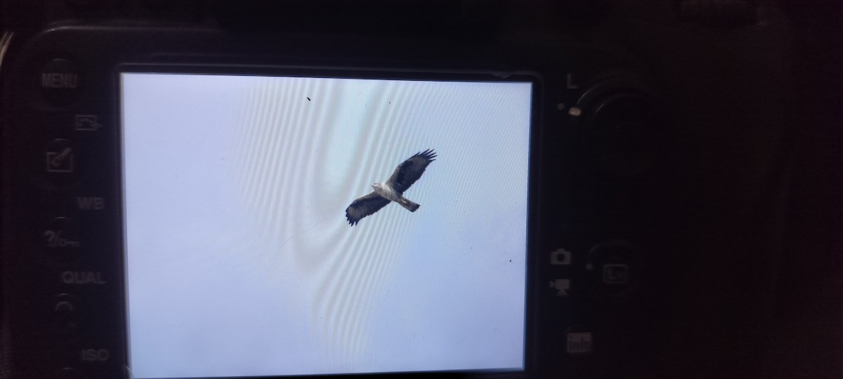 עיט ניצי - ML647134278