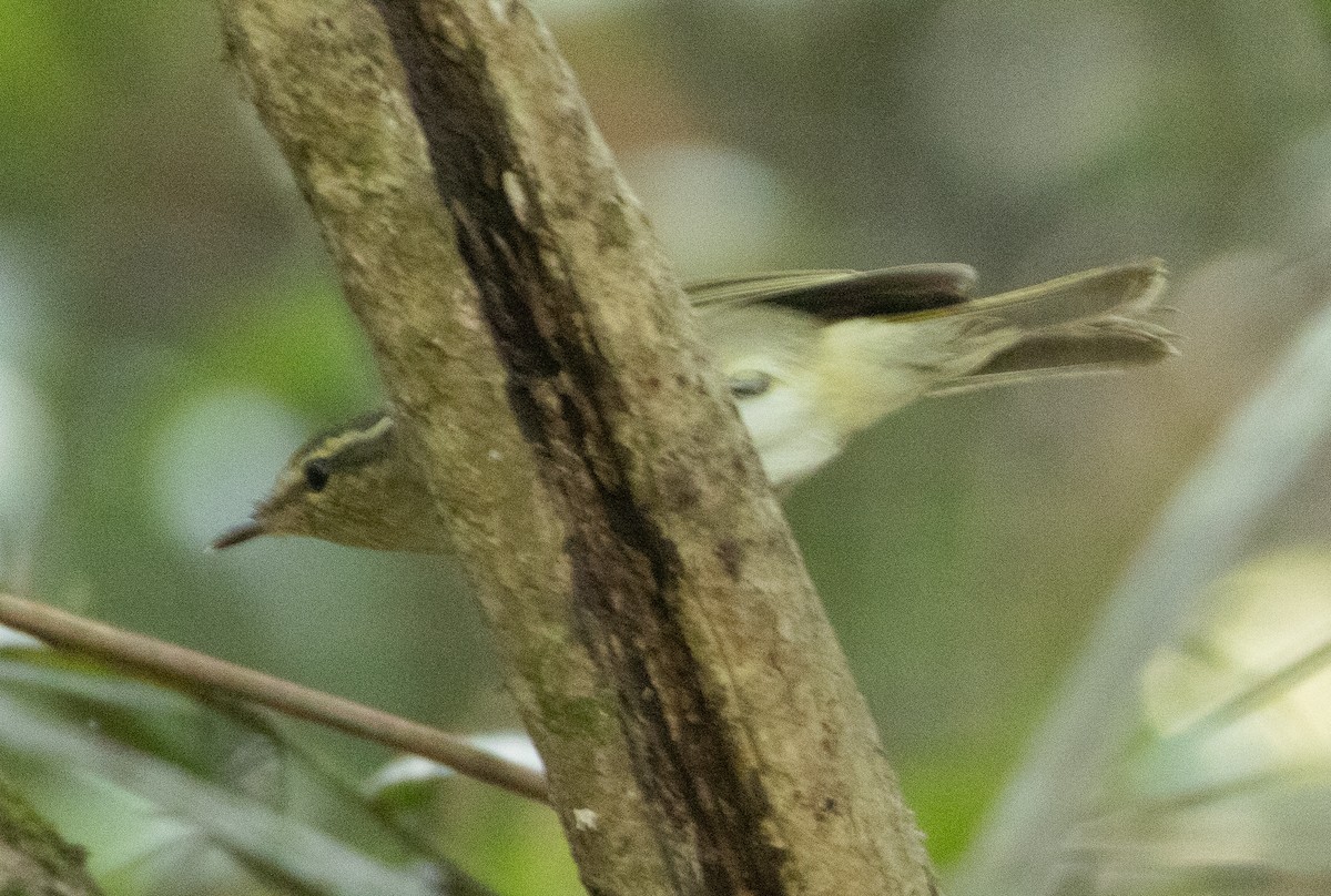 Large-billed Leaf Warbler - ML647134298
