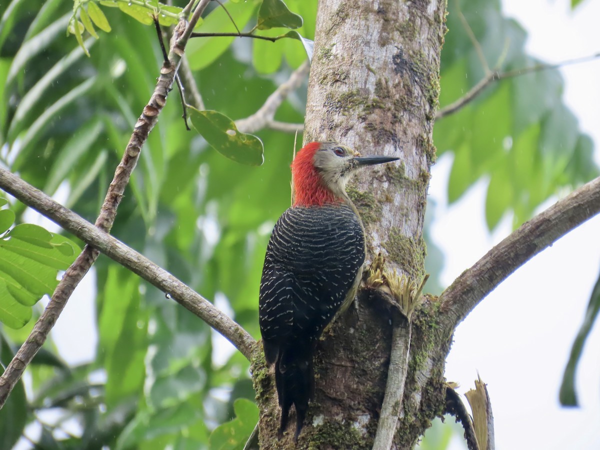 Jamaican Woodpecker - ML647134299