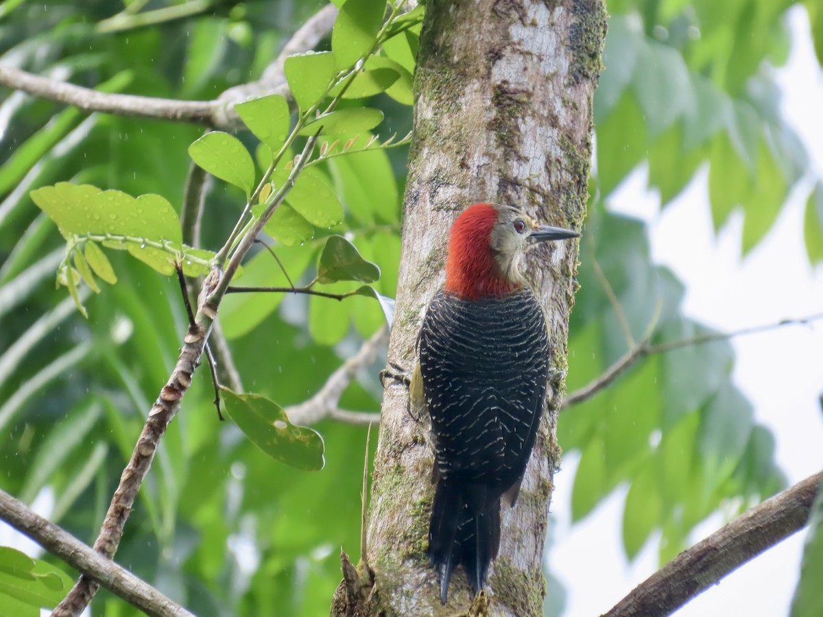 Jamaican Woodpecker - ML647134300