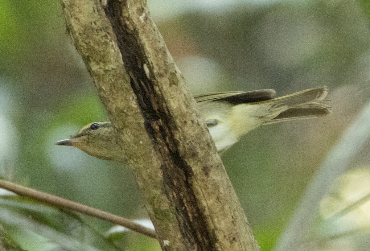 Large-billed Leaf Warbler - ML647134302