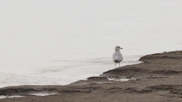Ring-billed Gull - ML647134303