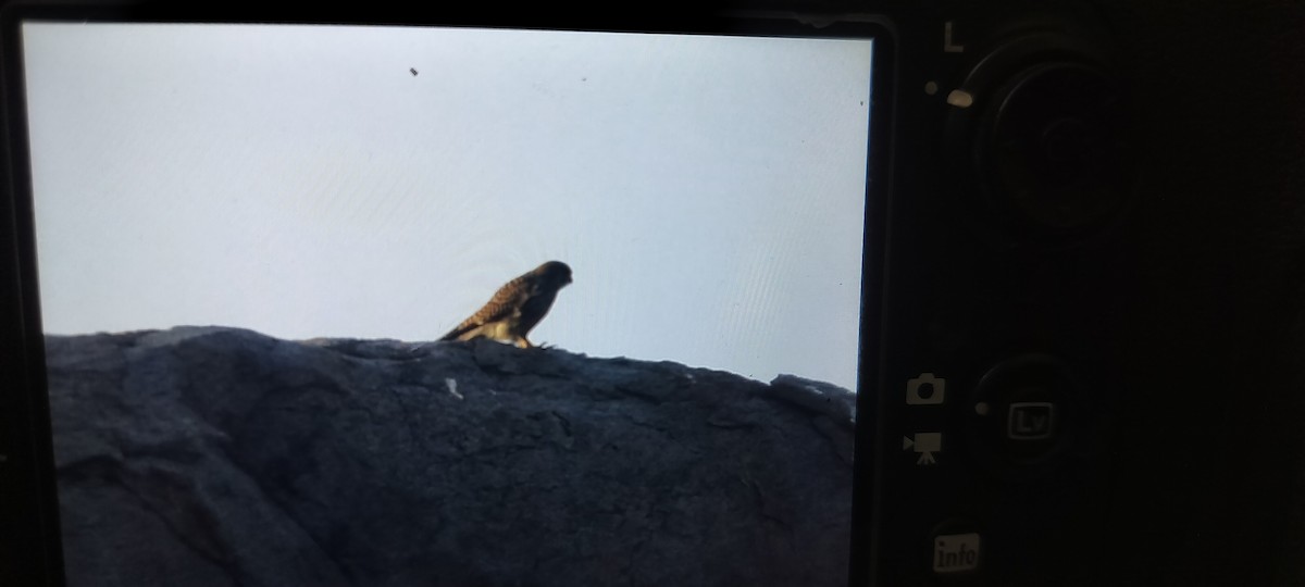 poštolka obecná - ML647134304