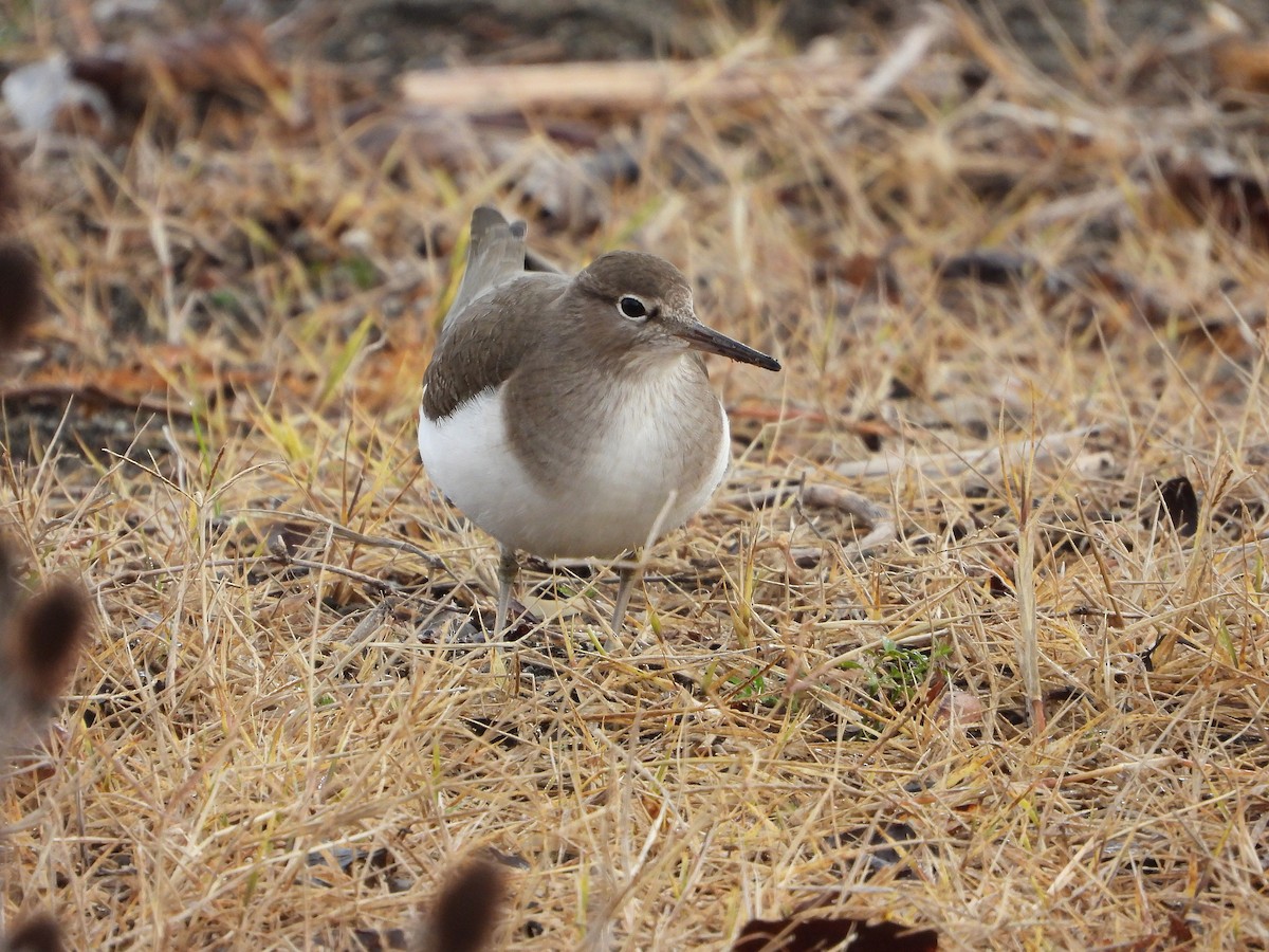 ביצנית לבנת-בטן - ML647134309