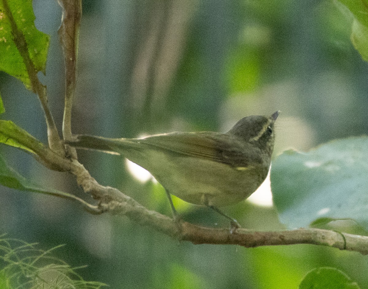 Large-billed Leaf Warbler - ML647134310