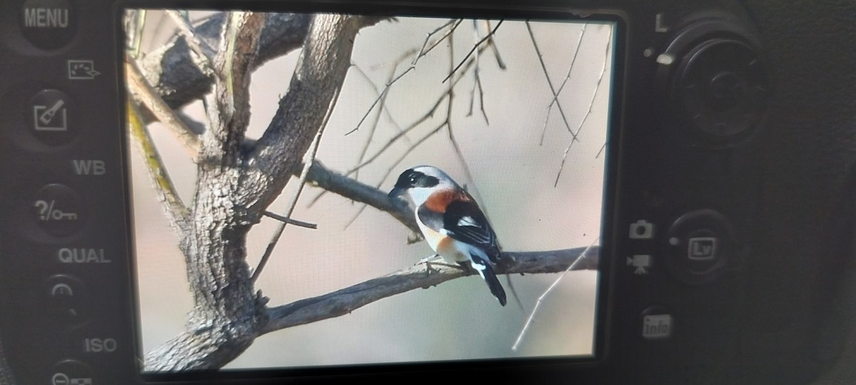 חנקן הודי - ML647134311