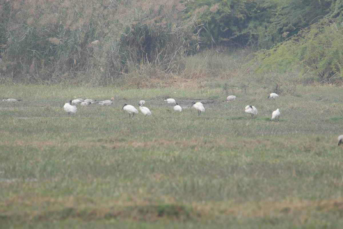 黑頭白䴉 - ML647134316