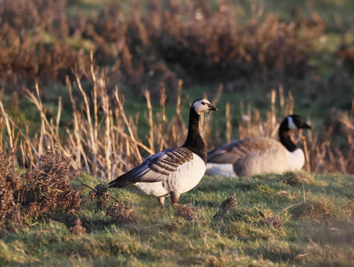 Oca facciabianca - ML647134317