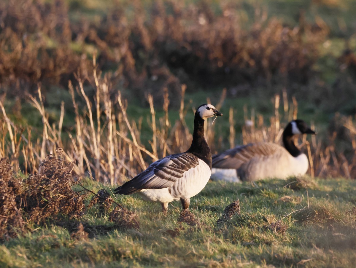 Oca facciabianca - ML647134318