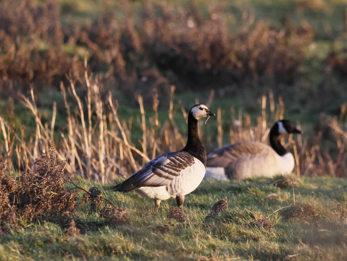 Oca facciabianca - ML647134319