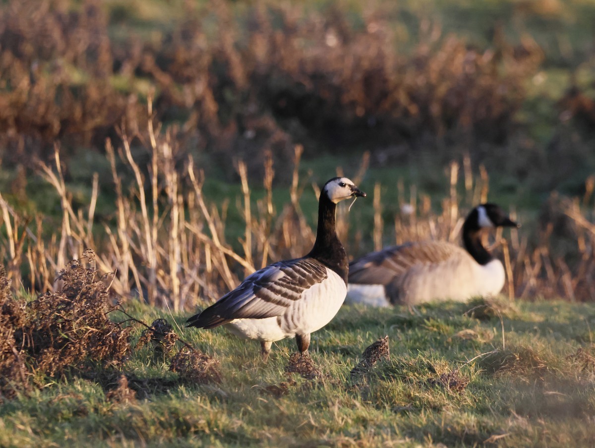 Oca facciabianca - ML647134320