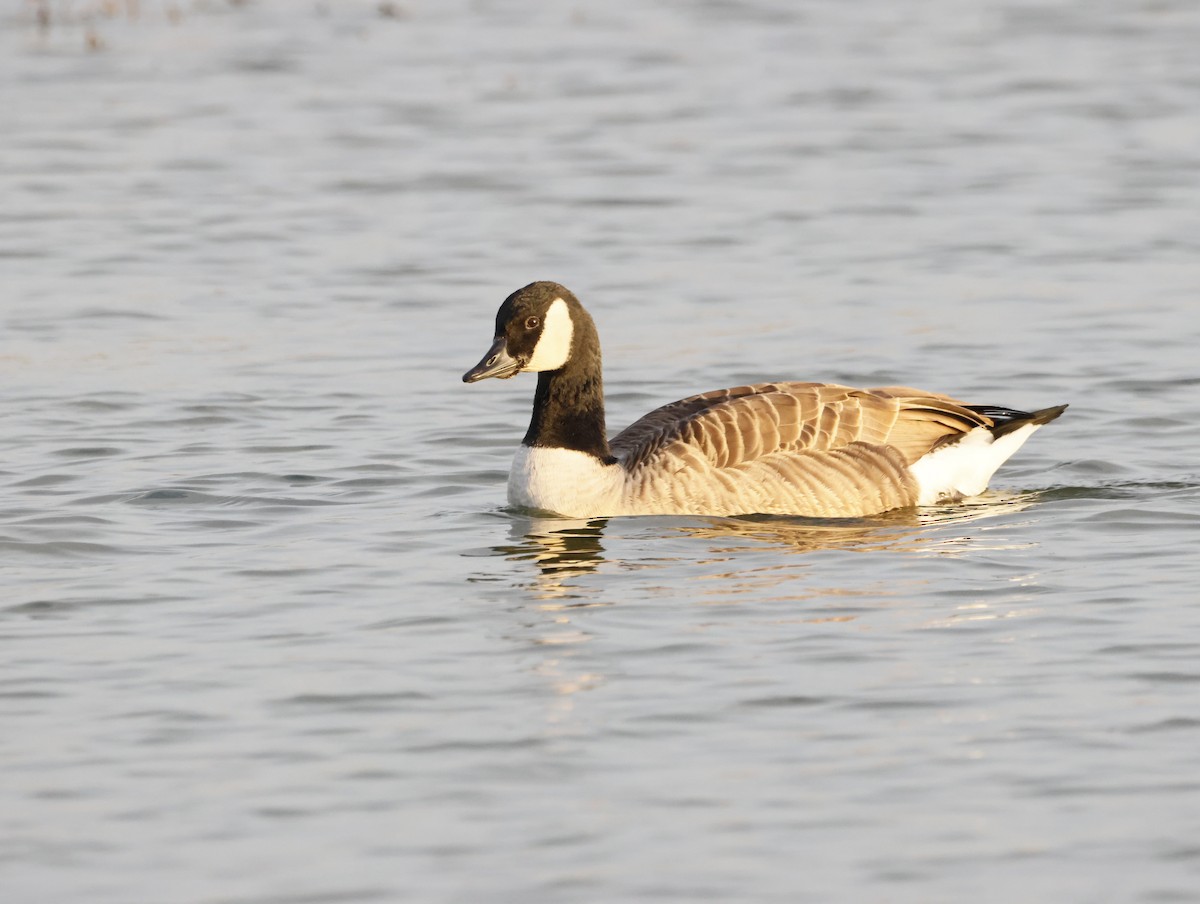 Oca canadese maggiore - ML647134322