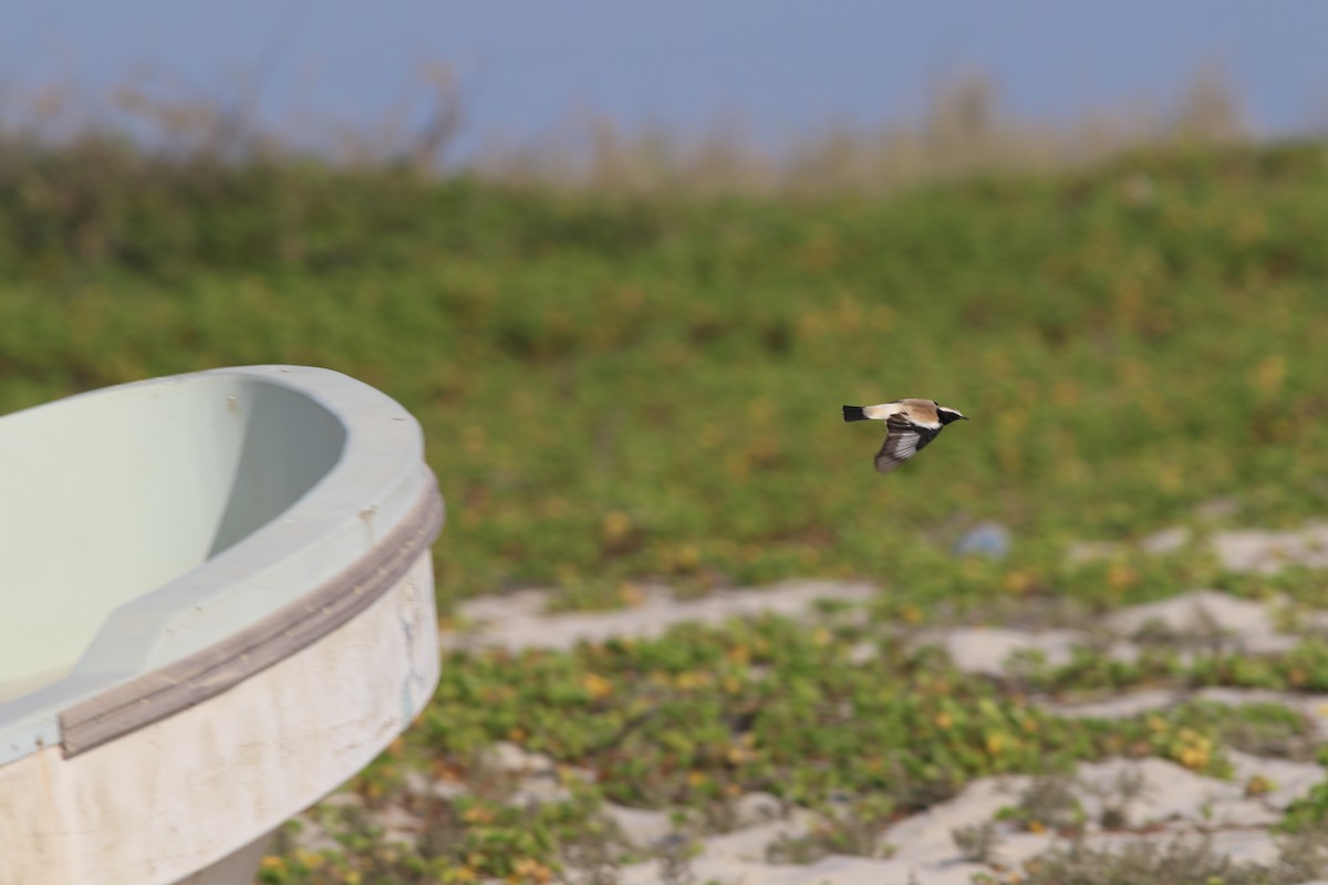 Monachella del deserto - ML647134324