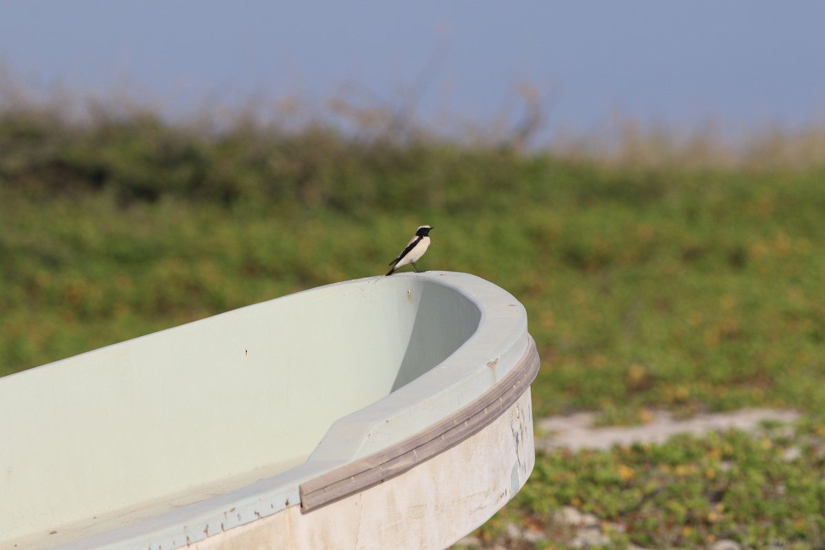 Monachella del deserto - ML647134325