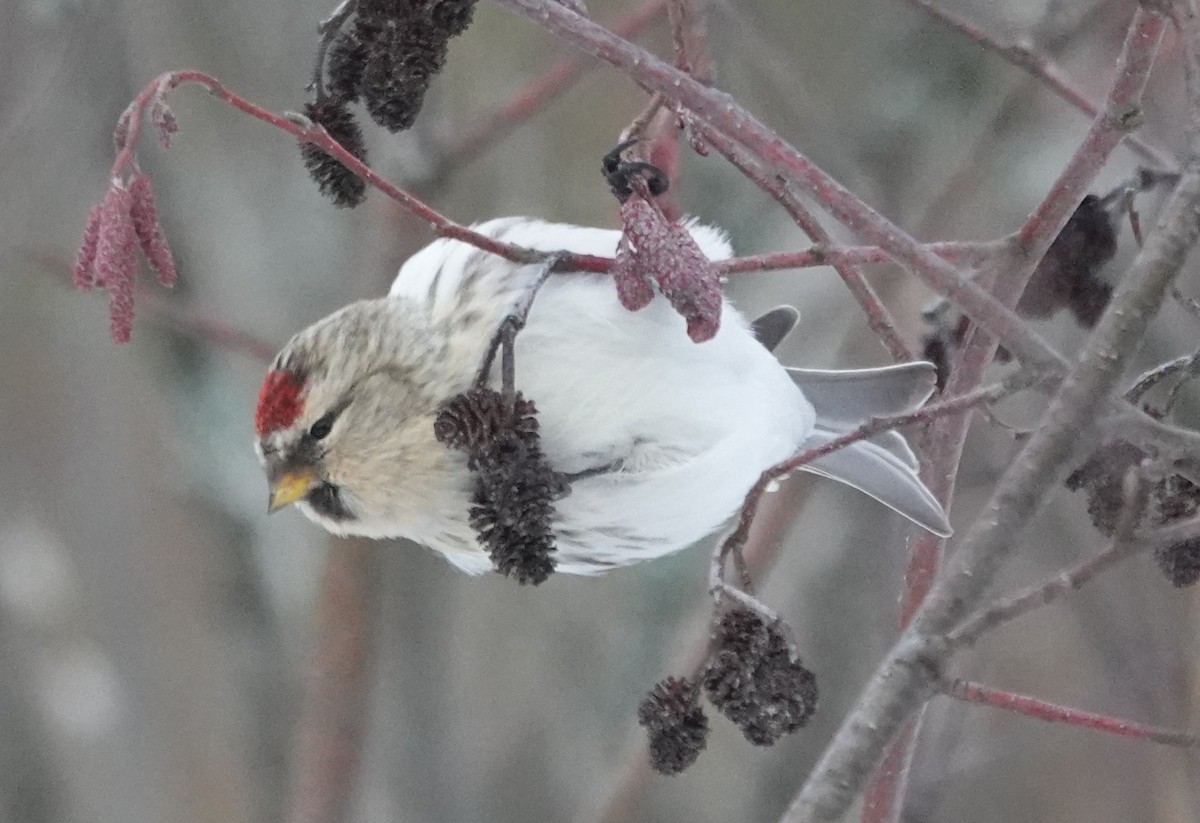 Redpoll (exilipes) - ML647134326
