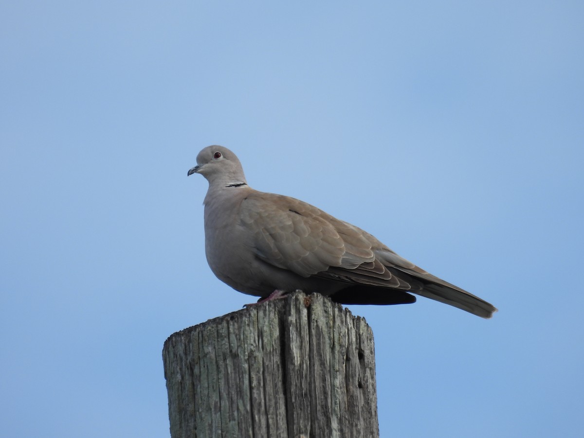 Tortora dal collare - ML647134327