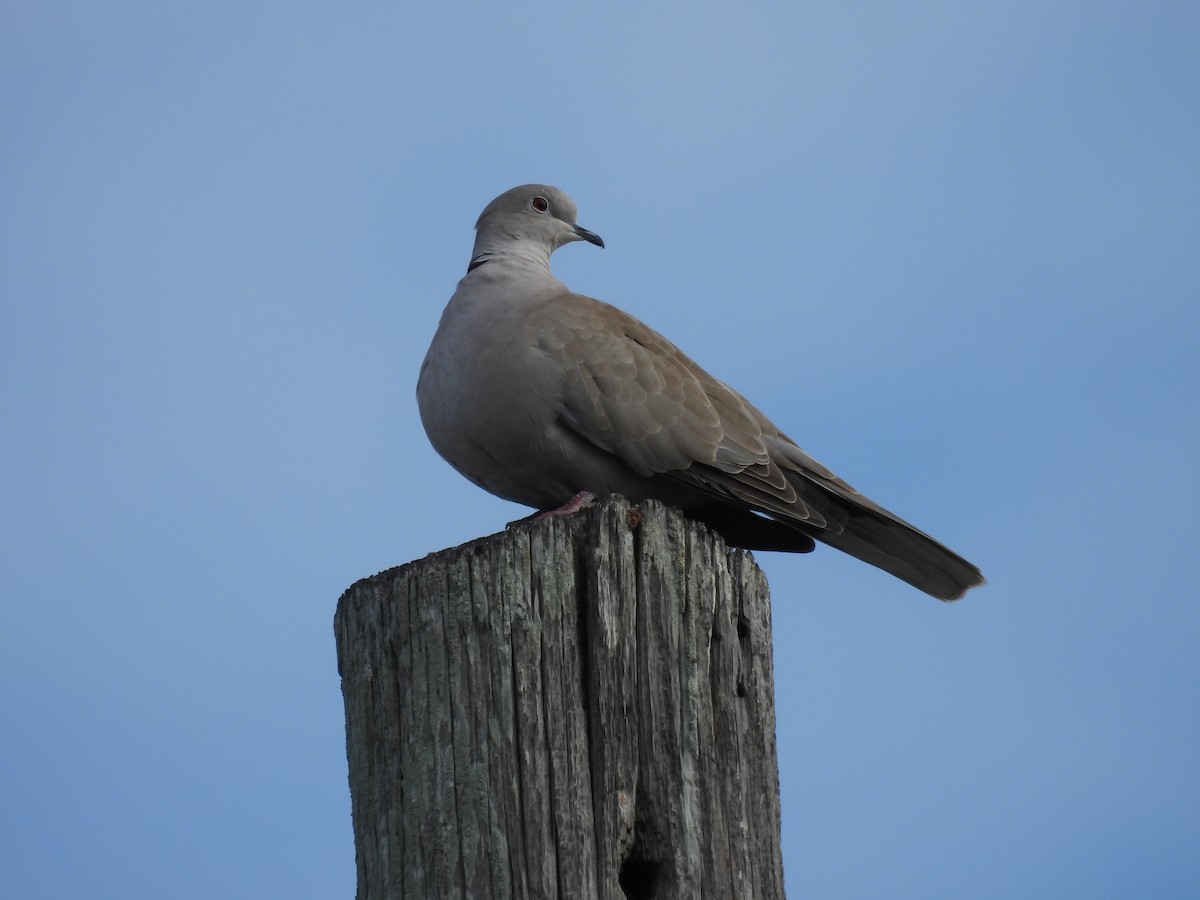 Tortora dal collare - ML647134328