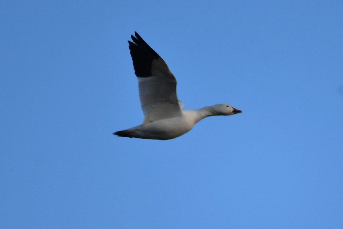 Oca delle nevi - ML647134329