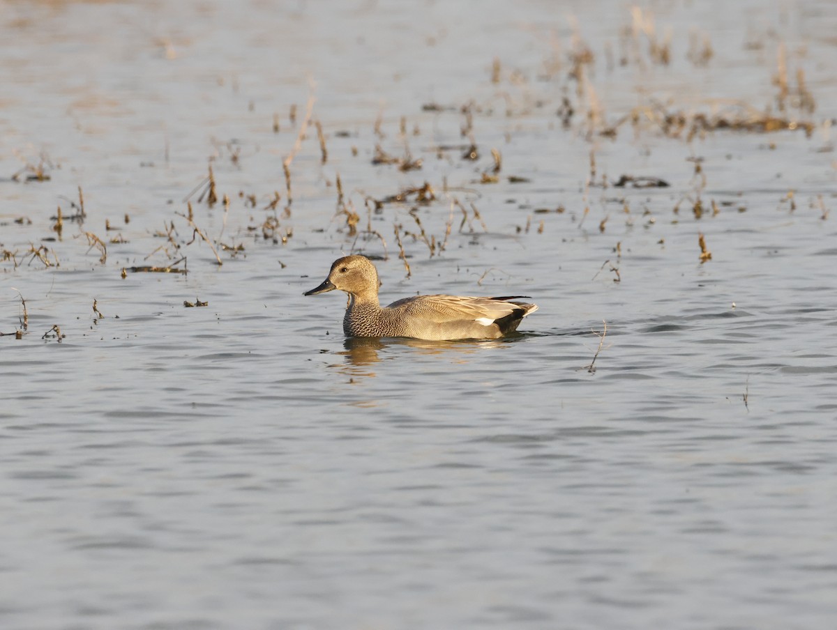 Canapiglia - ML647134330