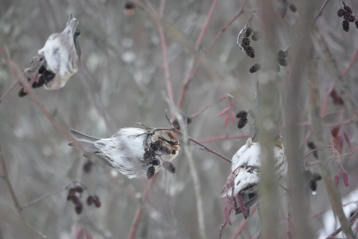 Redpoll (flammea) - ML647134333