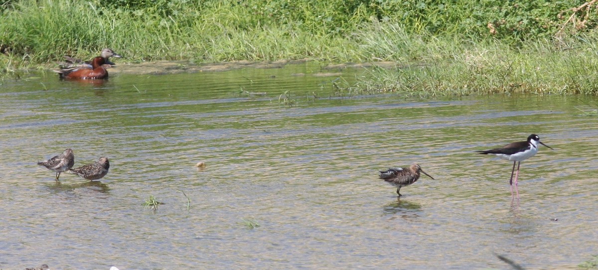 Limnodromo pettorossiccio - ML647134335