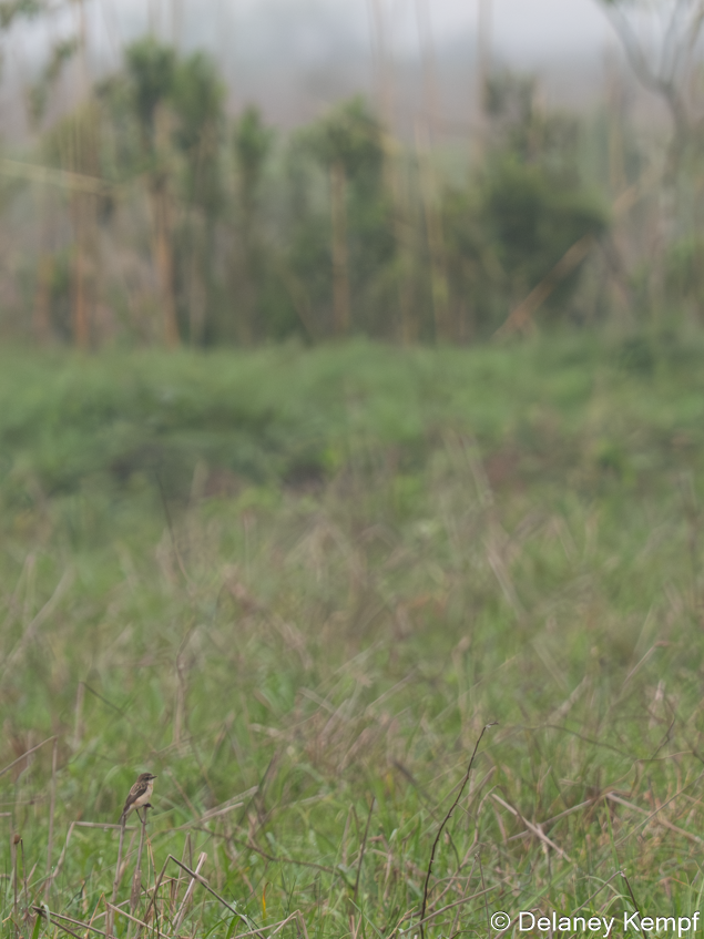 Amur Stonechat - ML647134336
