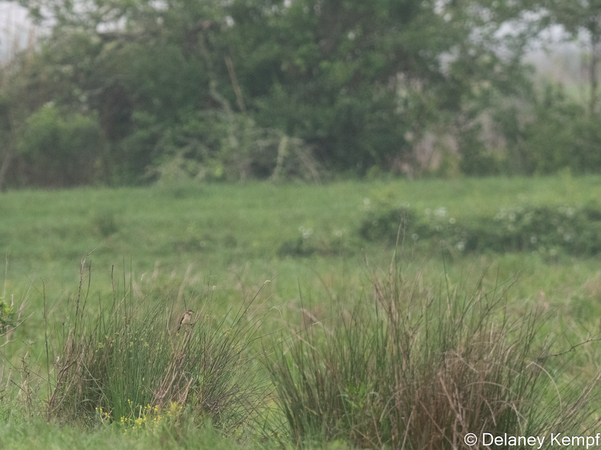 Amur Stonechat - ML647134337