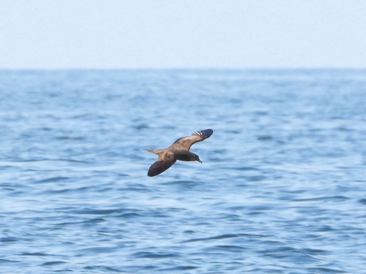 Jouanin's Petrel - ML647134342
