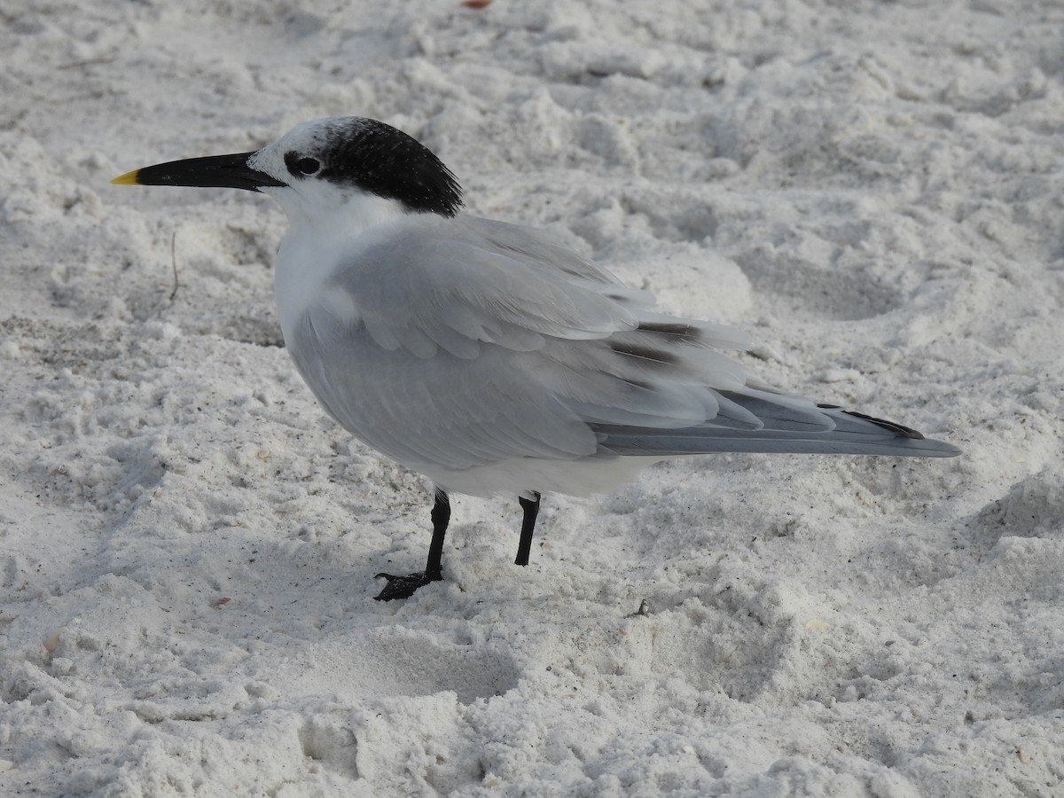 Beccapesci - ML647134344