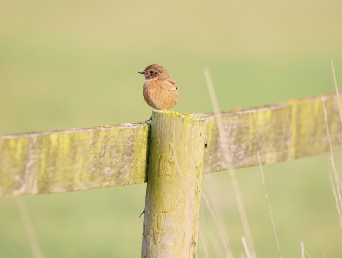 Saltimpalo - ML647134346