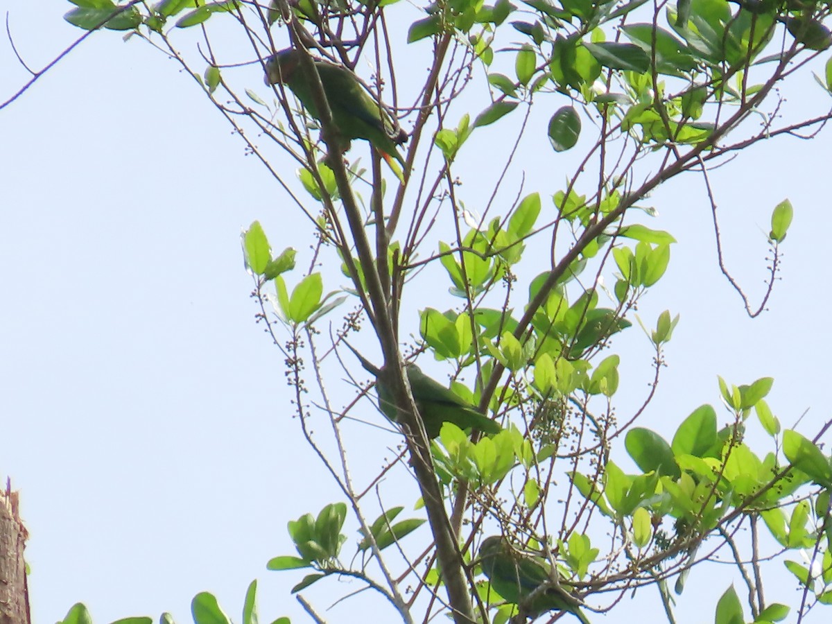 Yellow-billed Amazon - ML647134347