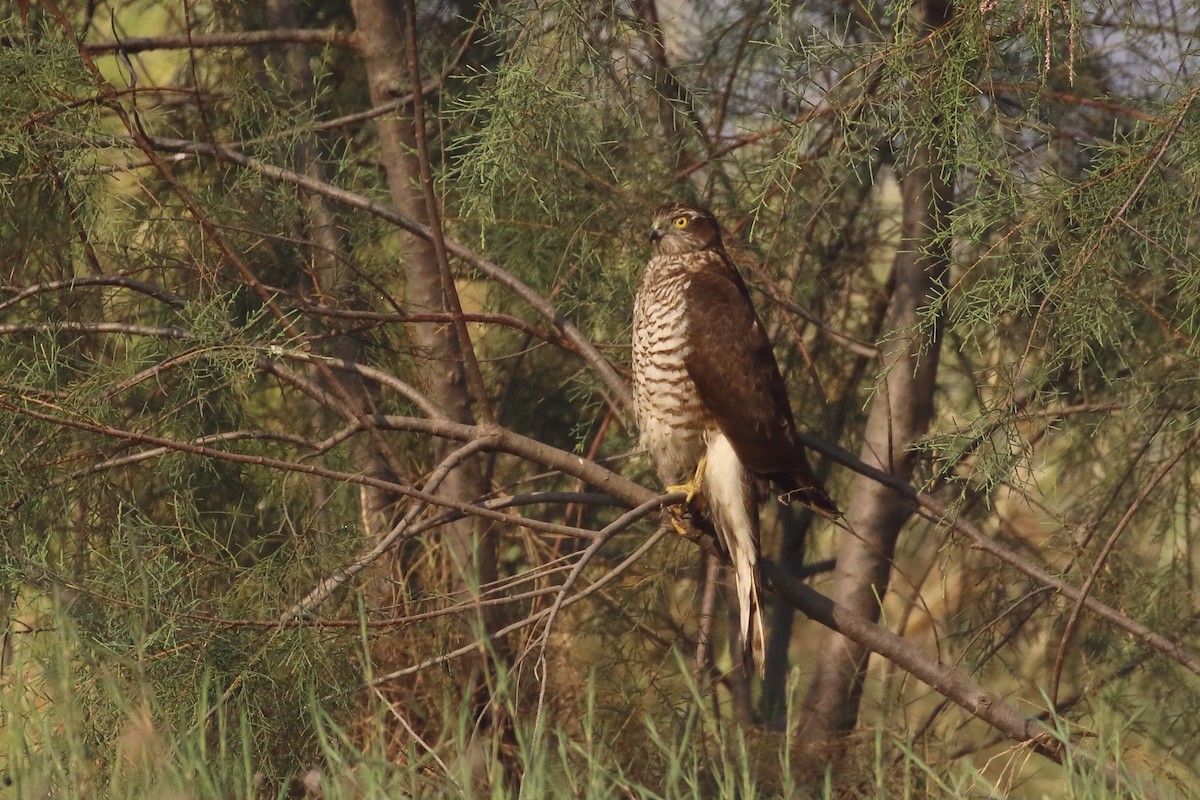 Sparviere - ML647134348