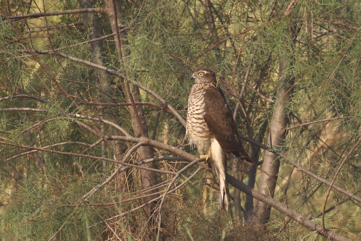 Sparviere - ML647134349