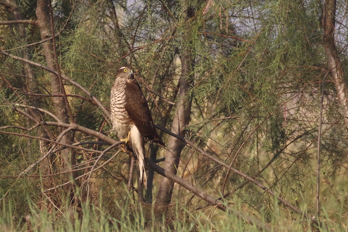 Sparviere - ML647134350