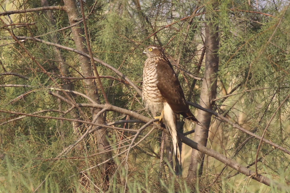 Eurasian Sparrowhawk - ML647134351