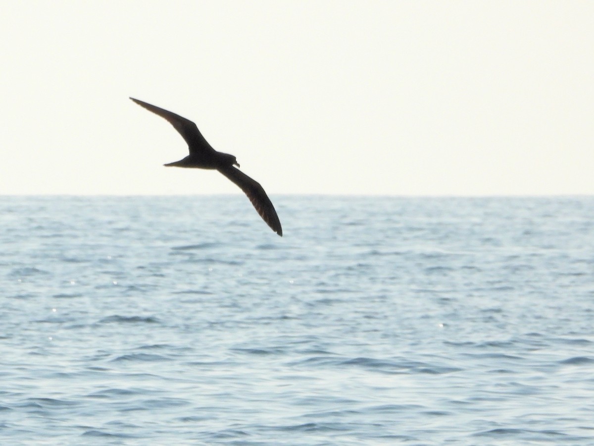 Jouanin's Petrel - ML647134352