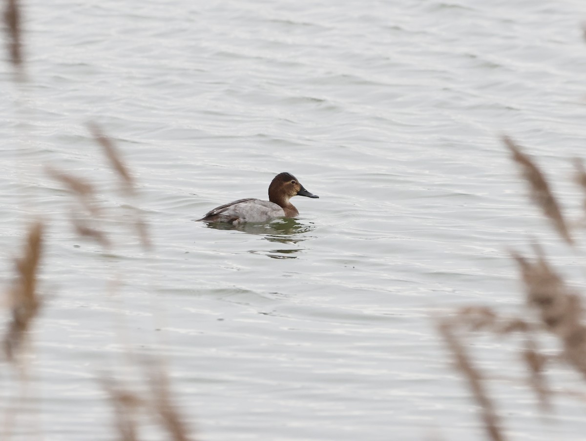 Moriglione - ML647134354