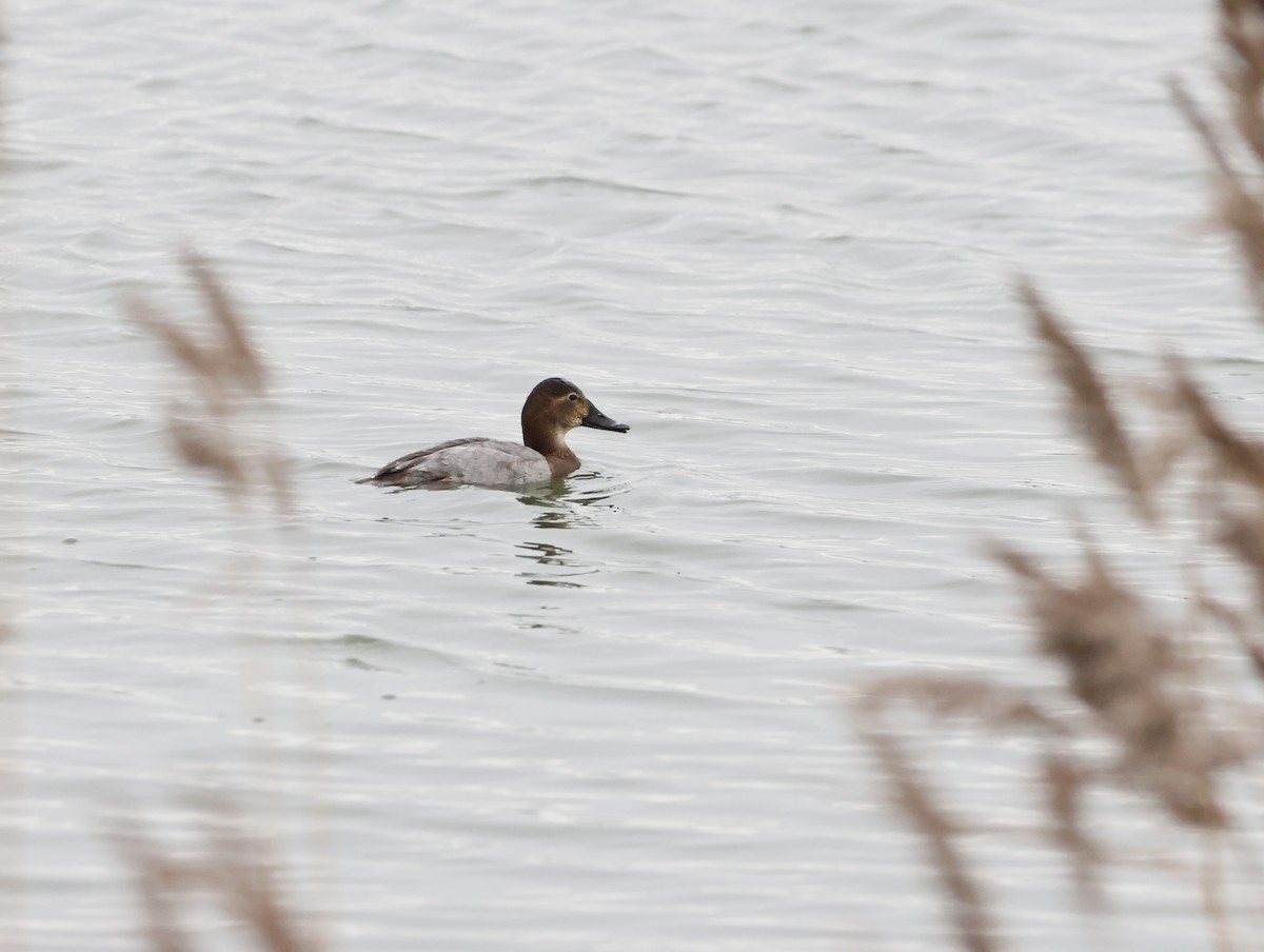 Moriglione - ML647134355