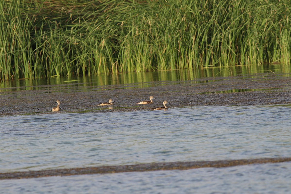 Lesser Whistling-Duck - ML647134356
