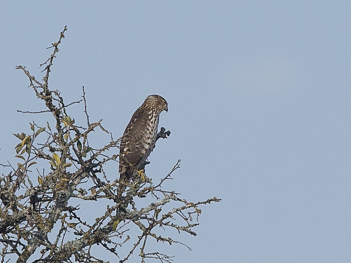 Cooper's Hawk - ML647134359
