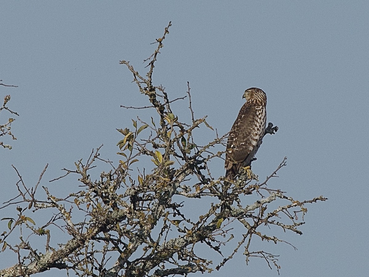Cooper's Hawk - ML647134360