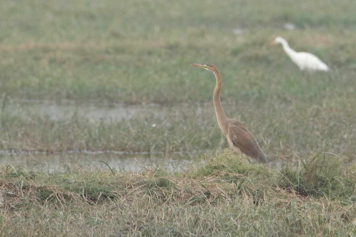 紫鷺 - ML647134372