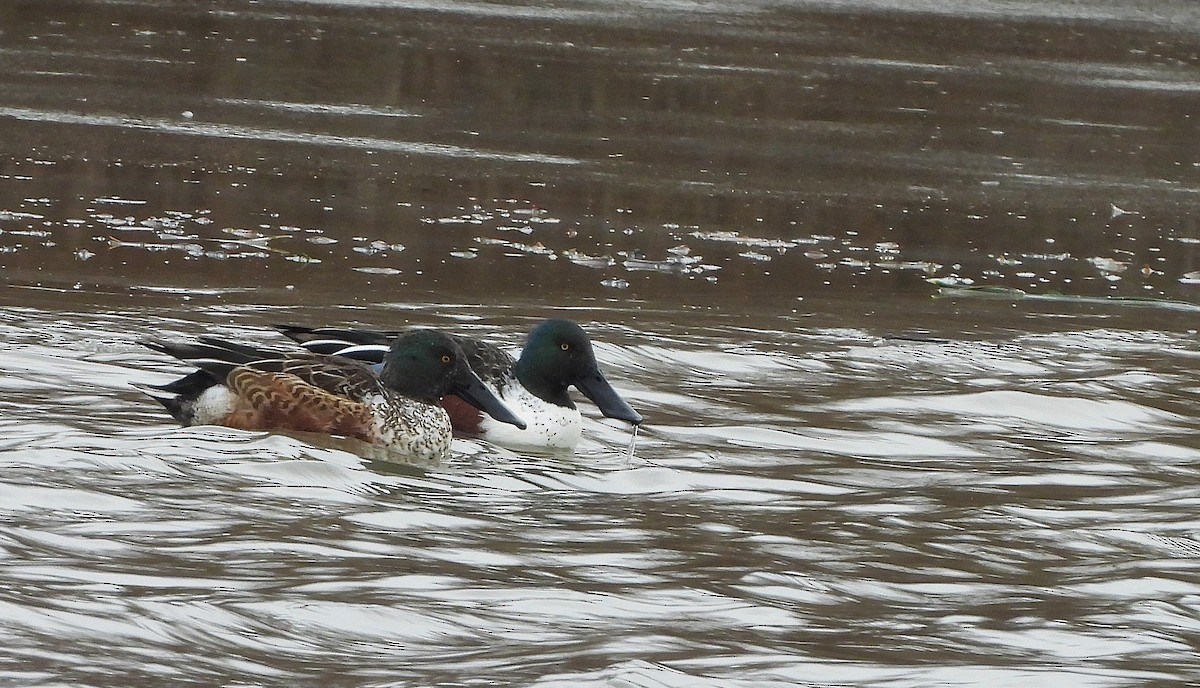 Халбага нугас - ML647134373